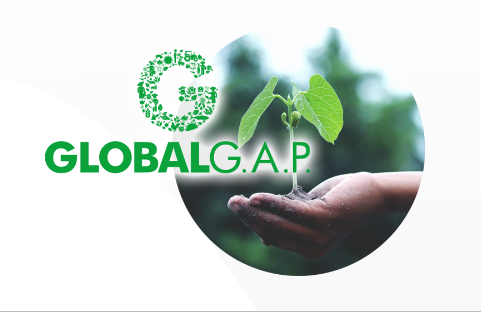 GLOBAL GAP